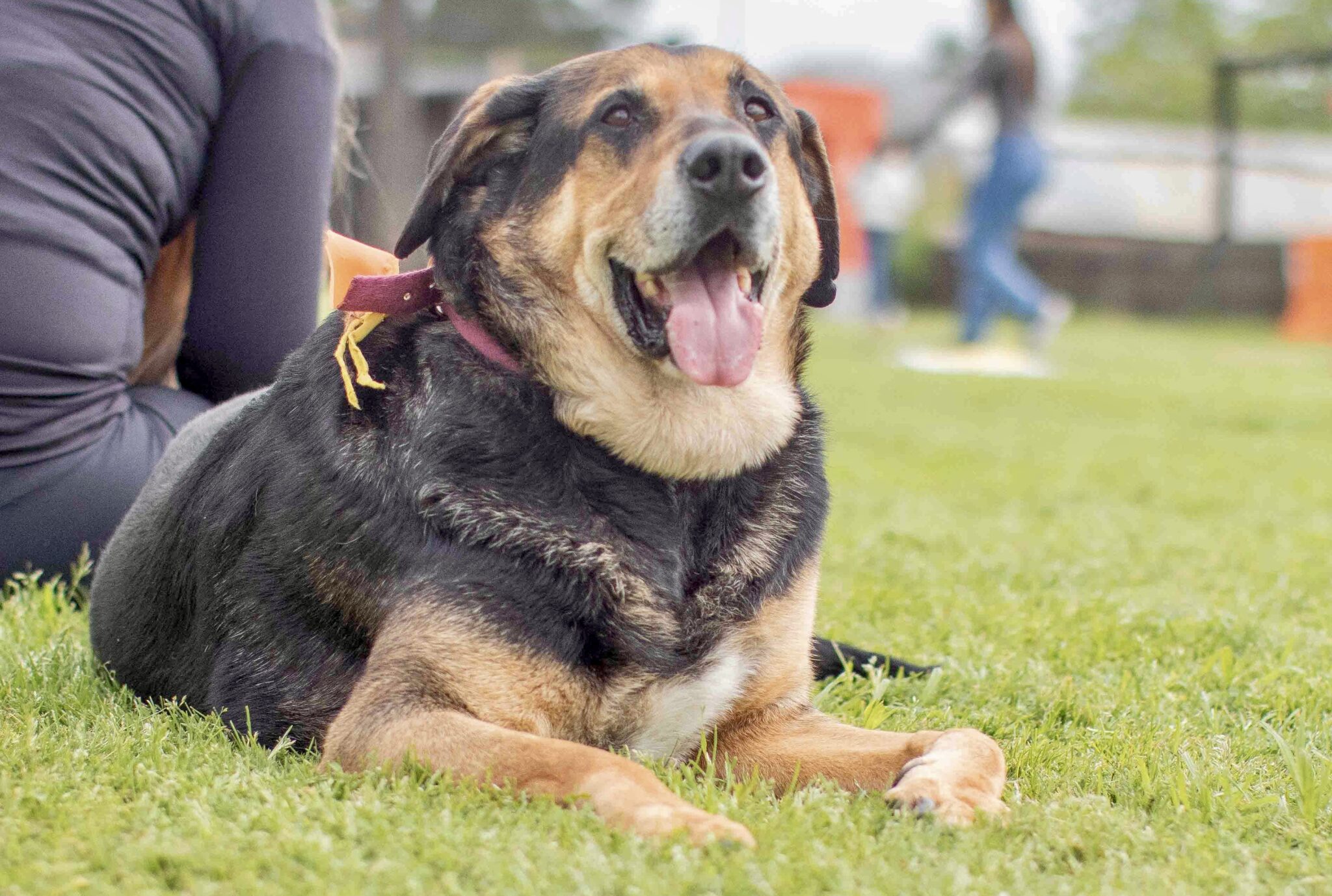 Adopción responsable
