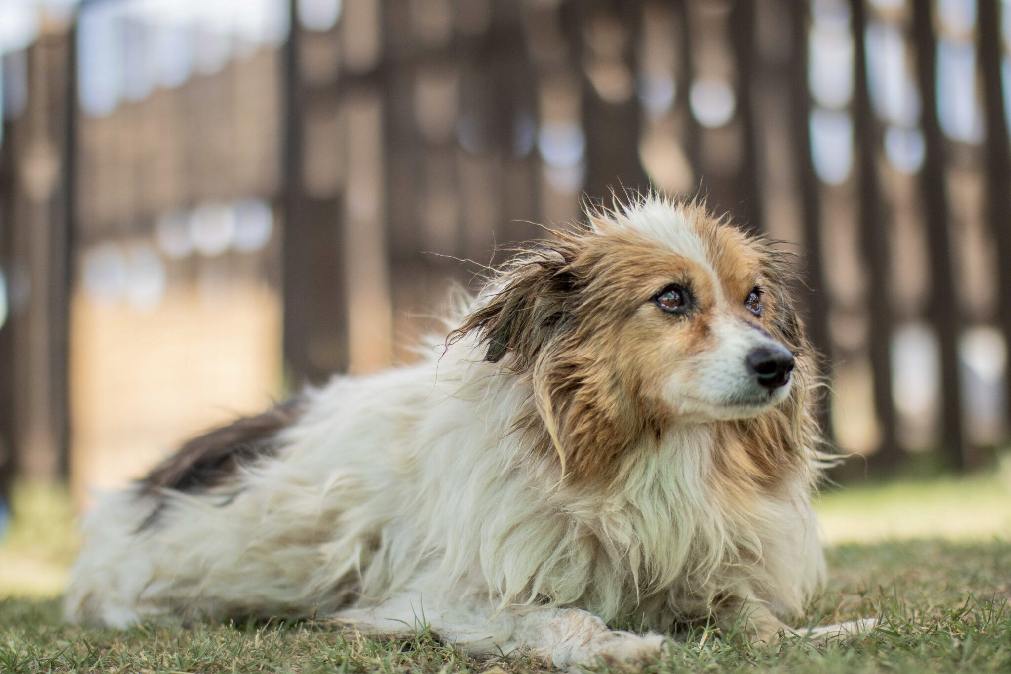 Adopción responsable